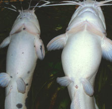 Froschwelse (Clarias batrachus) Geschlechtsunterschiede