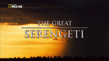 Il grande Serengeti