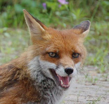 Der Fuchs als ein Wildtier in der Stadt ist auch potenzieller Überträger von Krankheiten. Foto: Miroslav Großer/PIXELIO