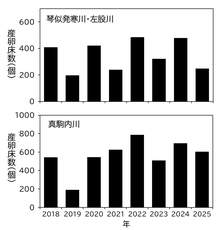 図2 琴似発寒川および真駒内川のサクラマス産卵床数の経年変化