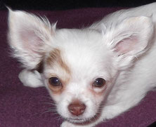 Chi-Love.de | Kauf- und Erziehung | Das richtige Abgabealter von Chihuahua Welpen