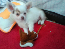 Chi-Love.de | Dein Welpe zieht ein | Foto: Swiffer Chihuahua 