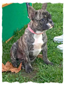 Chiot Bouledogue Français à l'école pour chiots à Dax