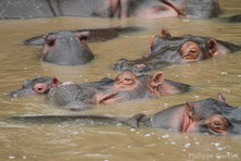 hippopotame