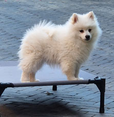 Middenslag Keeshond pup, witte Keeshond pup