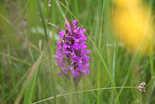 Blumenwiesen bei Dieterskirchen (Foto: Götte)