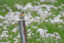 Braunkehlchen-Wiesen im Schwarzachtal (Foto: Baumann)