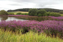 Langwiedteiche bei Nabburg (Foto: Bäumler)