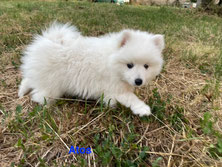 Atos, chiot mâle disponible