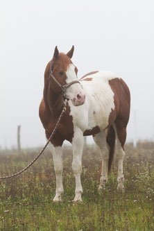 Paint Horse Hengst Chester