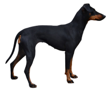 Manchester Terrier stehend, Hund, Terrier, Bild PNG