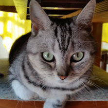 家猫