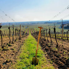 Weinland, Thermenregion, Frühling, Sommer, Weingarten, Handarbeit, Laub, Reben, Bad Vöslau, Auspflanzen, Jungpflanzen