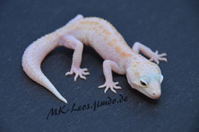 Leopardgecko 0.1 White and Yellow (Pastel) Tremper Albino Eclipse Snake Eyed