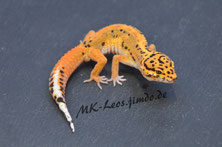 Leopardgecko 1.0 (Extreme) Afghan Tangerine Stripe