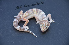 Leopardgecko 0.1 Mack Snow (Pastel) Tremper Albino het. Eclipse 