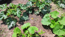 Kürbis (Hokaido) im Vordergrund, dahinter Zucchinipflanzen