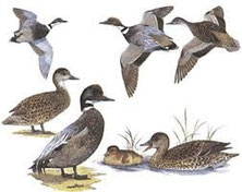 http://www.avibirds.com