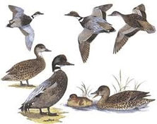 http://www.avibirds.com