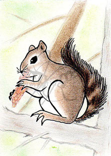Eichhörnchen