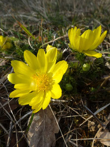 Adonis vernalis, Alsace (photo Ugo)