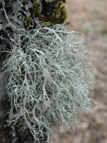 Ramalina farinacea, M.-C. (photo ugo)