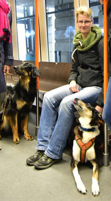 Frauchen sitzt in der Straßenbahn und ich liege unter der Sitzbank und schaue zu Frauchen hoch, dabei lecke ich mir die Nase, bestimmt gibt es gleich Käse. Rechts neben uns sitzt ein anderer Hund neben einer Person, die nicht mehr im Bild ist. 