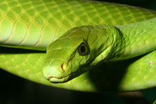 Eastern Green Mamba