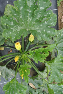 Zucchettis