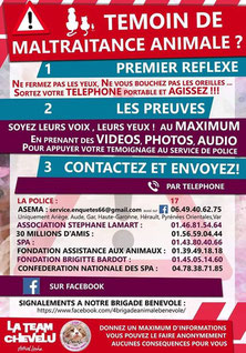 Chats Et Problemes De Voisinage Le Chat Forgeron Chats Et Problemes De Voisinage Le Chat Forgeron