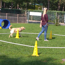 Ein heller Labrador läuft im Schritt um einen kleineren Kreis.