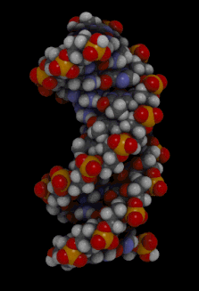 Doppel-Helix einer B-DNA
