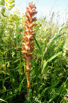 Große Sommerwurz, Orobanche elatior