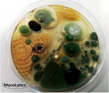 MycoLytics - beprobtes Nährmedium, Schimmelpilze, Bakterien, Holzzerstörer, Mikroskopie, Kultivierung,  Luft-, Staub-, Materialproben 