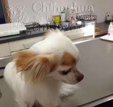 Swiffer Chihuahua | Chi-Love.de | Untersuchungstisch Tierarzt