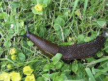 Spanische Wegschnecke / tritt in fast allen Farben auf und ist schwer zu bestimmen / massiver Gartengrünfresser