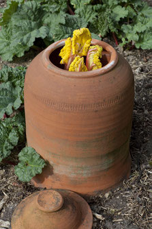 Die ersten gebleichten Rabarbersproßen sind reif für die Ernte. www.the-golden-rabbit.de