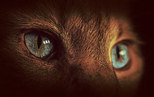 Bild: 2 Augen