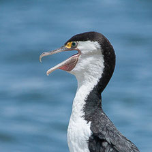 Suliformes