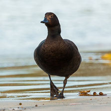 Anseriformes