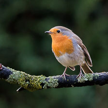 Passeriformes
