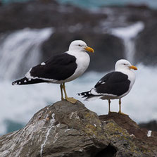 Charadriiformes