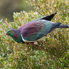 Columbiformes