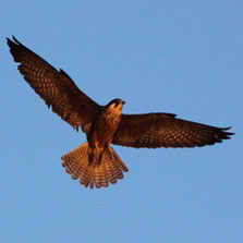 Falconiformes