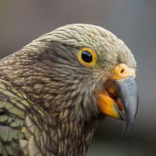 Psittaciformes