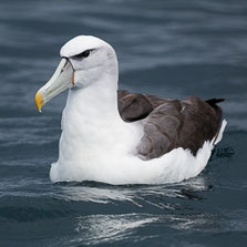 Procellariiformes