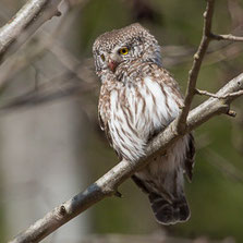 Strigiformes