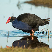 Gruiformes