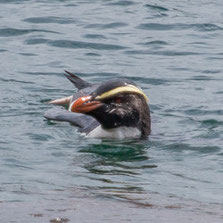 Sphenisciformes