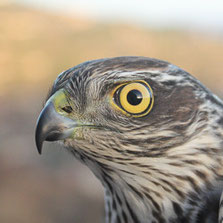 Accipitriformes